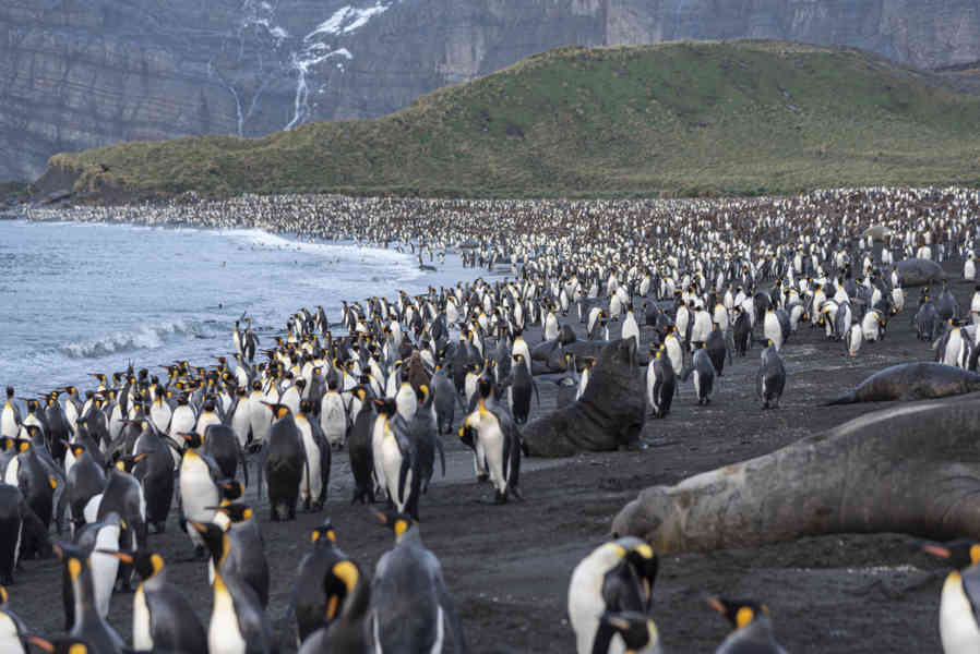 Pingüino Rey - islas Georgias del Sur 006.jpg